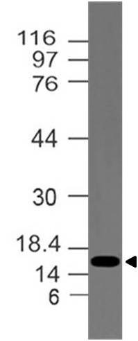 Polyclonal Antibody to ID2